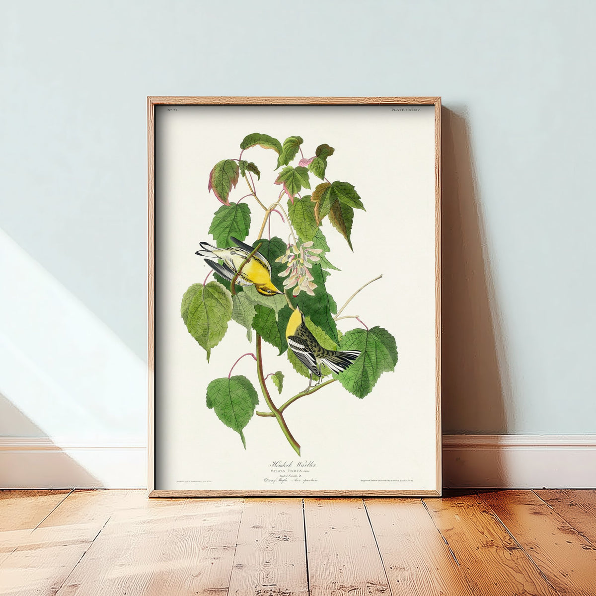 Hemlock Warbler Art Print - John James Audubon Poster - Birds of America Vintage Illustration