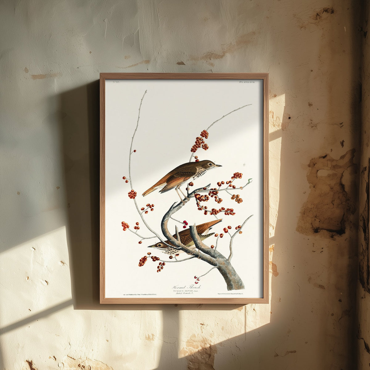 Hermit Thrush Art Print - John James Audubon Poster - Birds of America Vintage Illustration