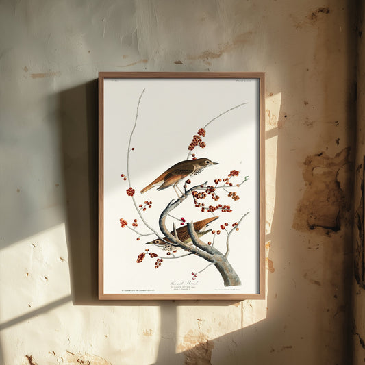 Hermit Thrush Art Print - John James Audubon Poster - Birds of America Vintage Illustration