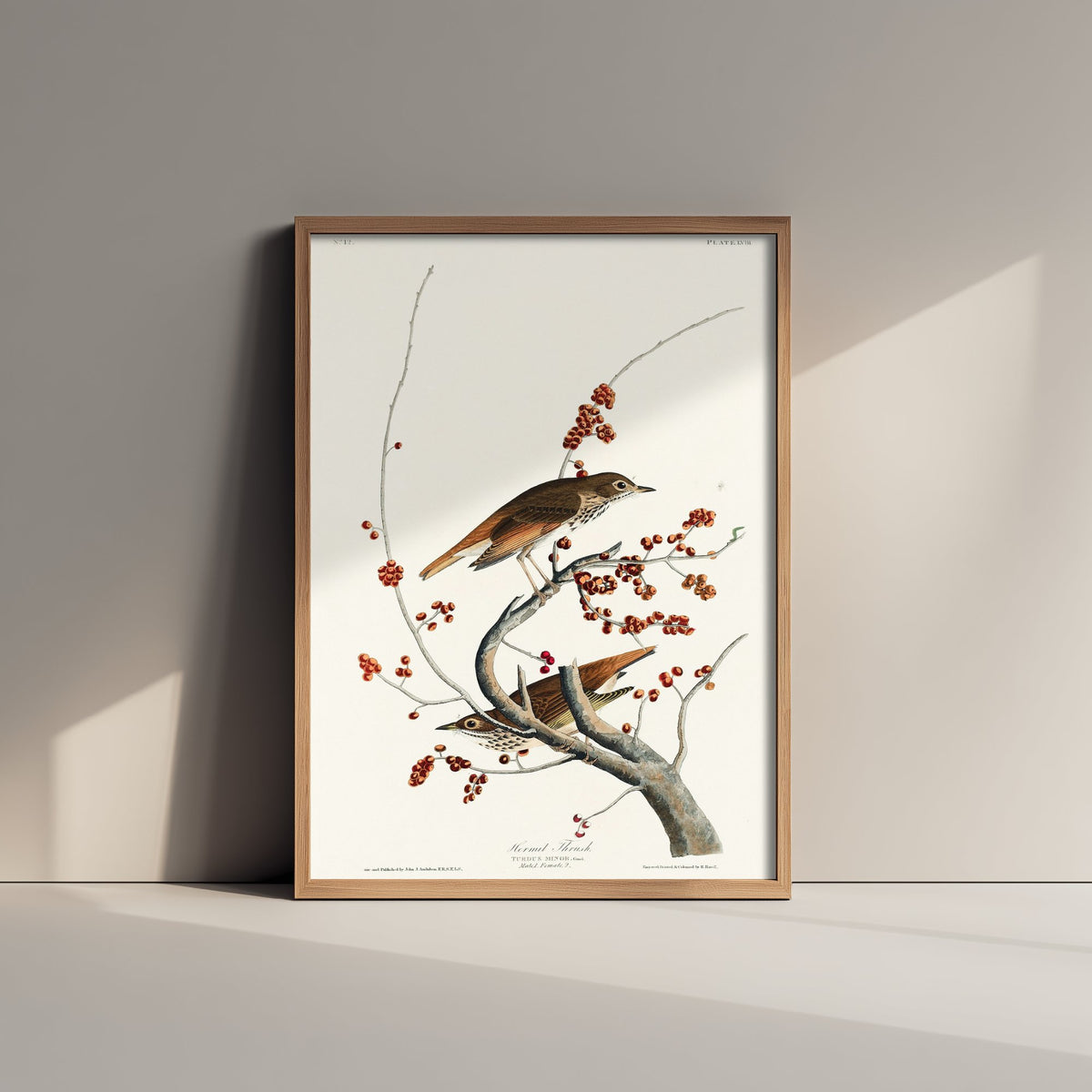 Hermit Thrush Art Print - John James Audubon Poster - Birds of America Vintage Illustration
