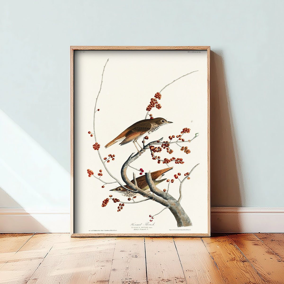 Hermit Thrush Art Print - John James Audubon Poster - Birds of America Vintage Illustration