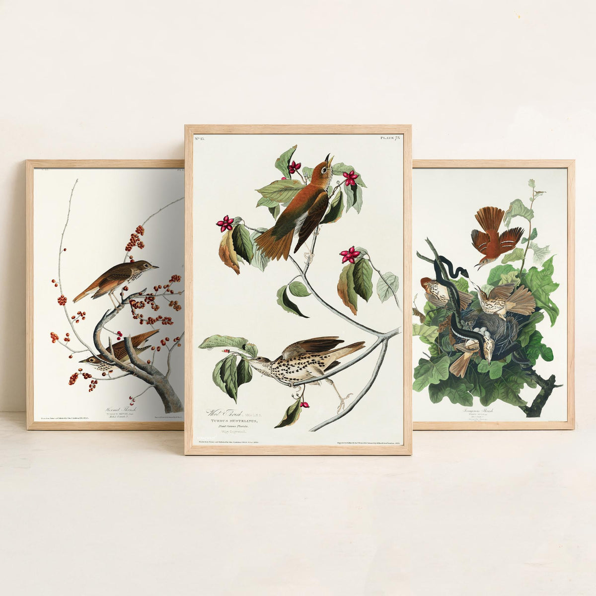Set of Three John James Audubon Prints - Hermit Ferruginous and Wood Thrushes - 3 Thrush Paintings Poster Wall Art Illustration