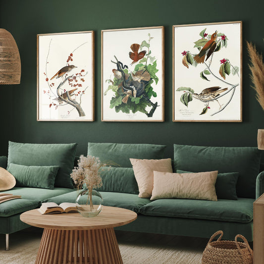 Set of Three John James Audubon Prints - Hermit Ferruginous and Wood Thrushes - 3 Thrush Paintings Poster Wall Art Illustration