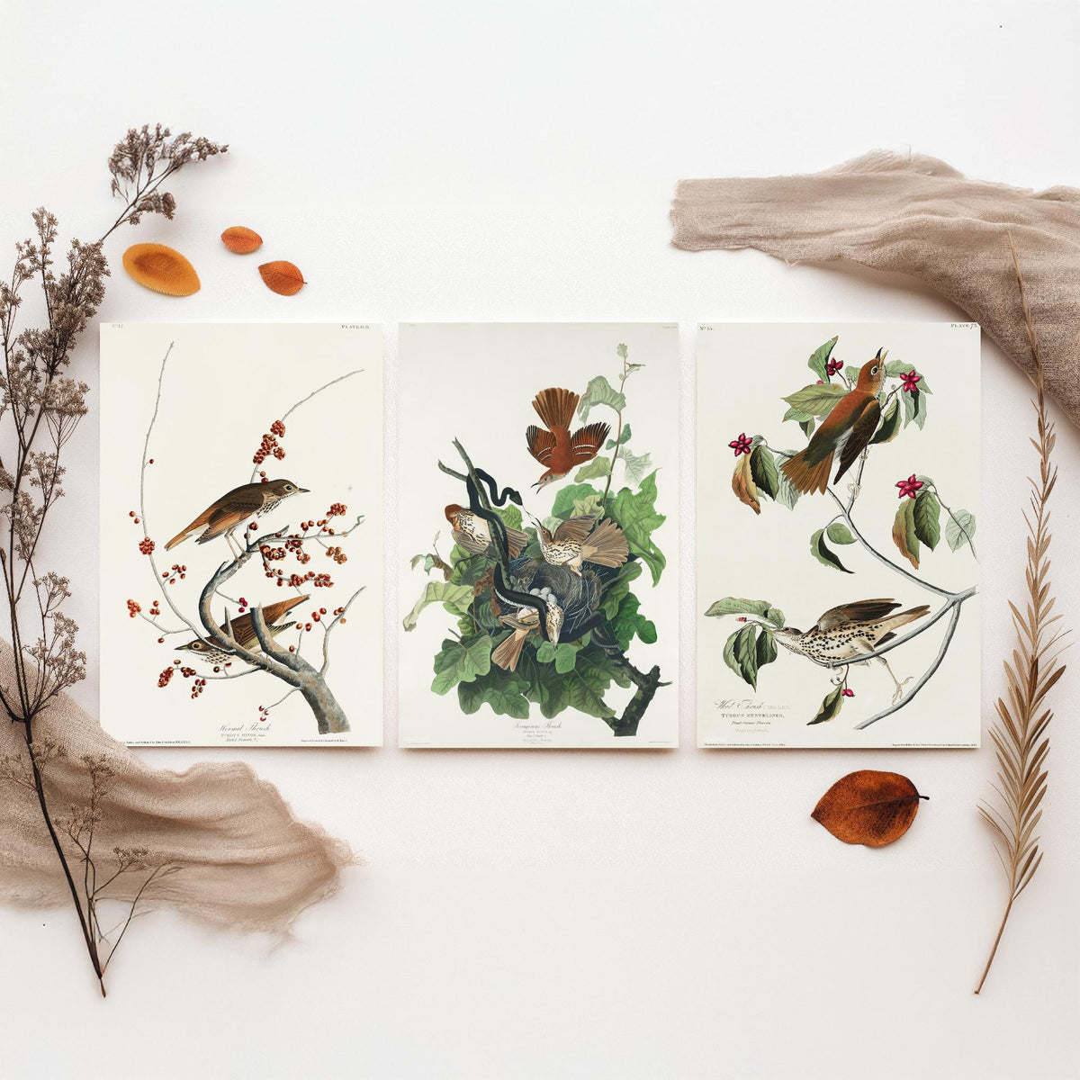 Set of Three John James Audubon Prints - Hermit Ferruginous and Wood Thrushes - 3 Thrush Paintings Poster Wall Art Illustration
