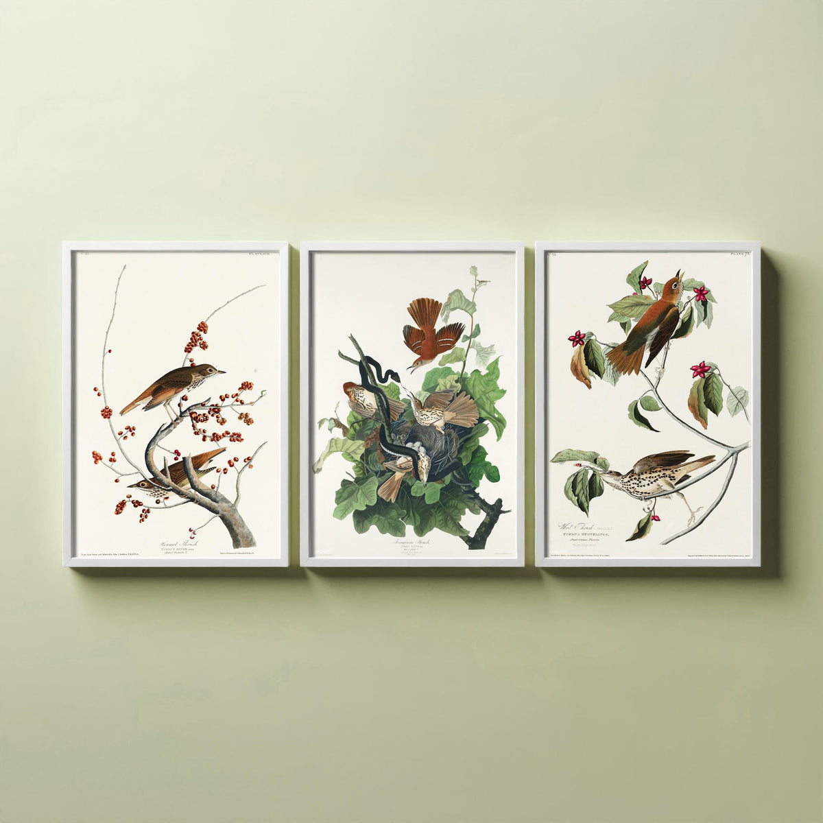 Set of Three John James Audubon Prints - Hermit Ferruginous and Wood Thrushes - 3 Thrush Paintings Poster Wall Art Illustration