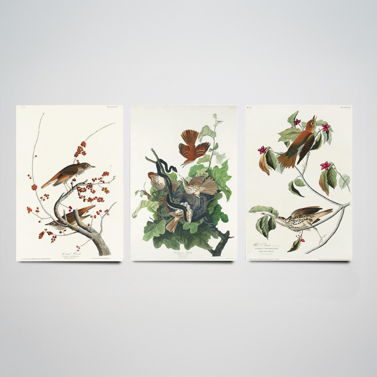 Set of Three John James Audubon Prints - Hermit Ferruginous and Wood Thrushes - 3 Thrush Paintings Poster Wall Art Illustration