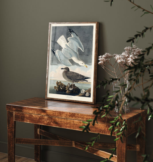 Herring Gull Art Print - John James Audubon Poster - Birds of America Vintage Illustration