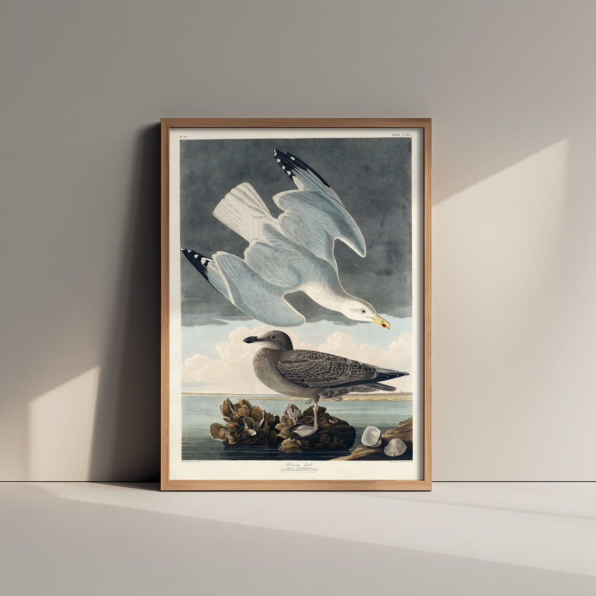 Herring Gull Art Print - John James Audubon Poster - Birds of America Vintage Illustration