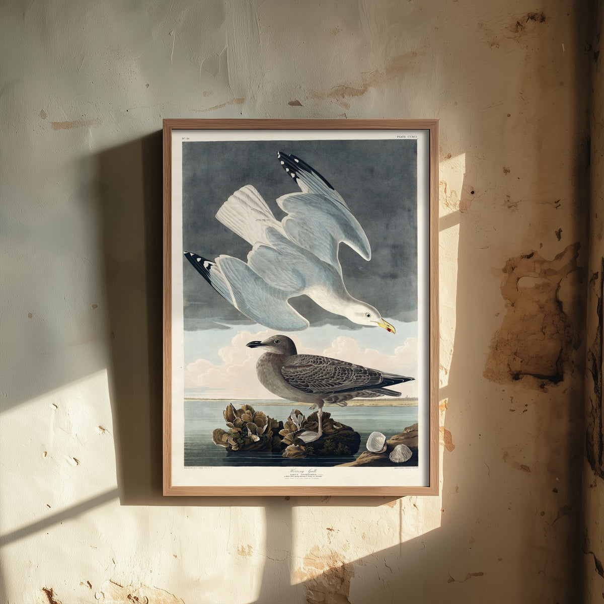 Herring Gull Art Print - John James Audubon Poster - Birds of America Vintage Illustration