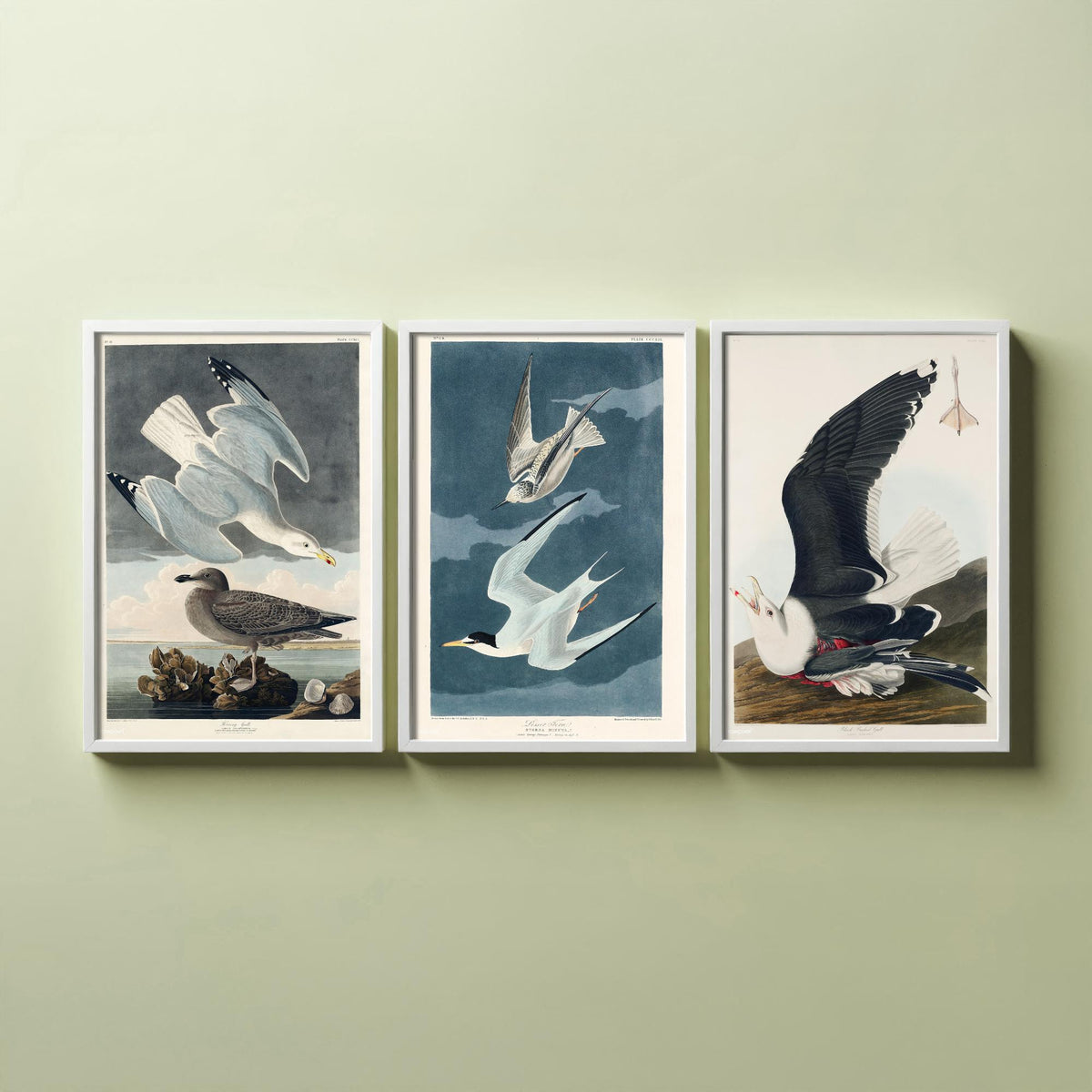Set of Three John James Audubon Prints - Herring Gull Least Tern and Black-backed Gull - 3 Bird Paintings Poster Wall Art Illustration