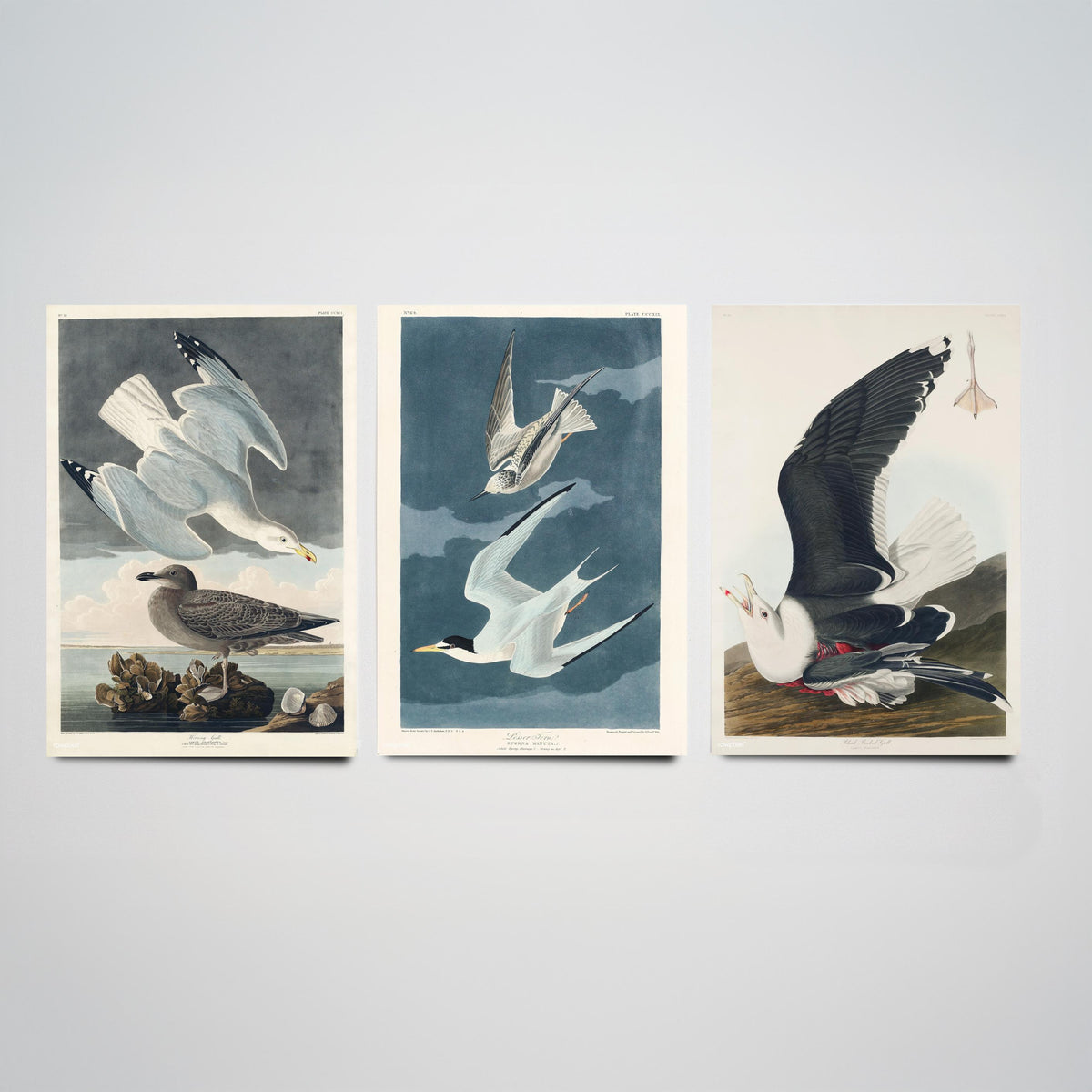 Set of Three John James Audubon Prints - Herring Gull Least Tern and Black-backed Gull - 3 Bird Paintings Poster Wall Art Illustration