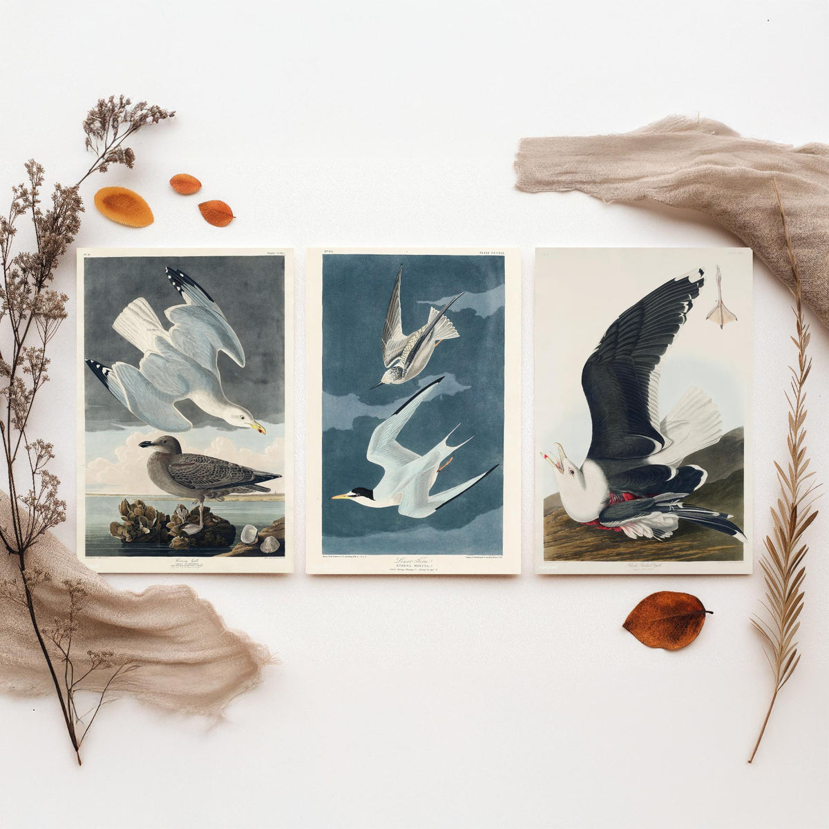 Set of Three John James Audubon Prints - Herring Gull Least Tern and Black-backed Gull - 3 Bird Paintings Poster Wall Art Illustration