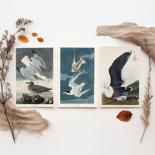 Set of Three John James Audubon Prints - Herring Gull Least Tern and Black-backed Gull - 3 Bird Paintings Poster Wall Art Illustration