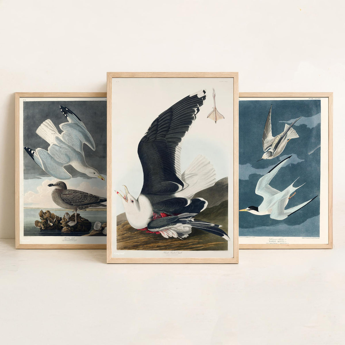 Set of Three John James Audubon Prints - Herring Gull Least Tern and Black-backed Gull - 3 Bird Paintings Poster Wall Art Illustration