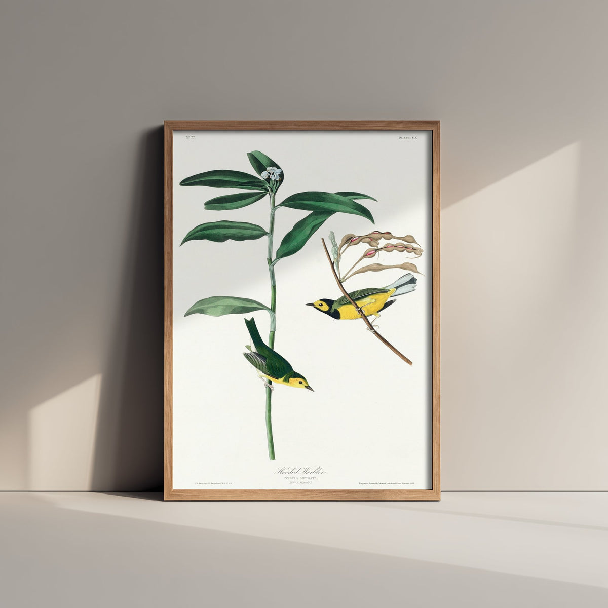 Hooded Warbler Art Print - John James Audubon Poster - Birds of America Vintage Illustration
