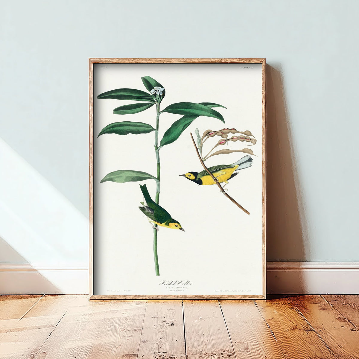 Hooded Warbler Art Print - John James Audubon Poster - Birds of America Vintage Illustration