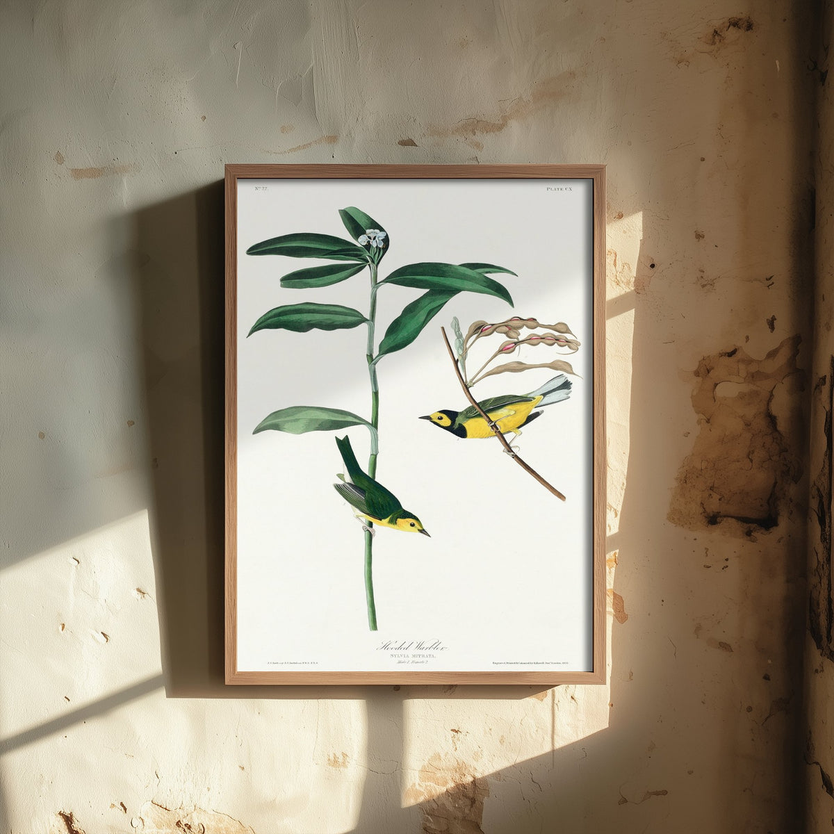 Hooded Warbler Art Print - John James Audubon Poster - Birds of America Vintage Illustration