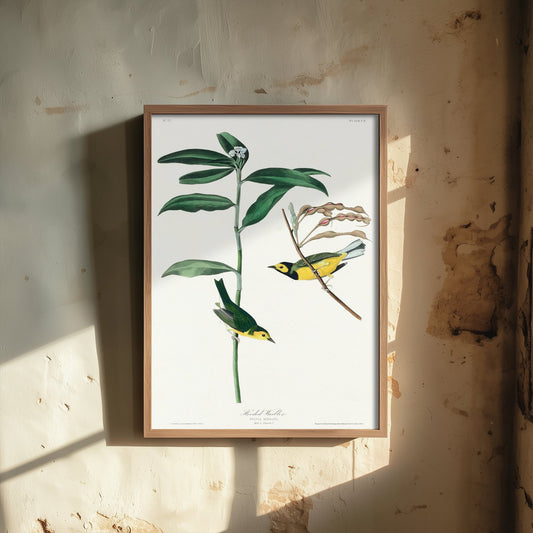 Hooded Warbler Art Print - John James Audubon Poster - Birds of America Vintage Illustration