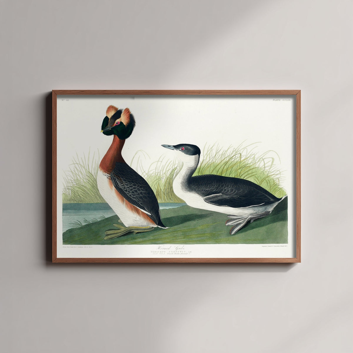 Horned Grebe Art Print - John James Audubon Poster - Birds of America Vintage Illustration