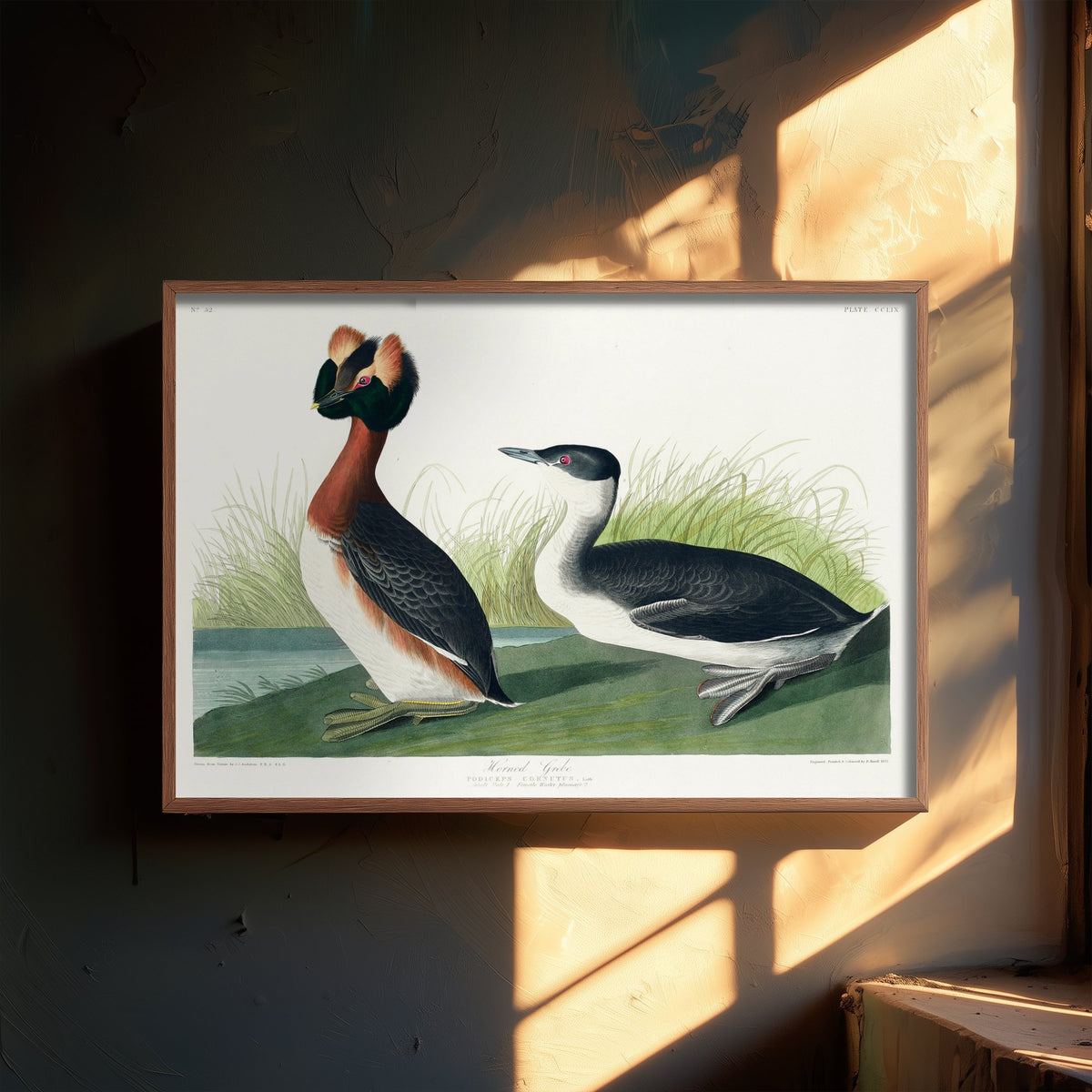Horned Grebe Art Print - John James Audubon Poster - Birds of America Vintage Illustration