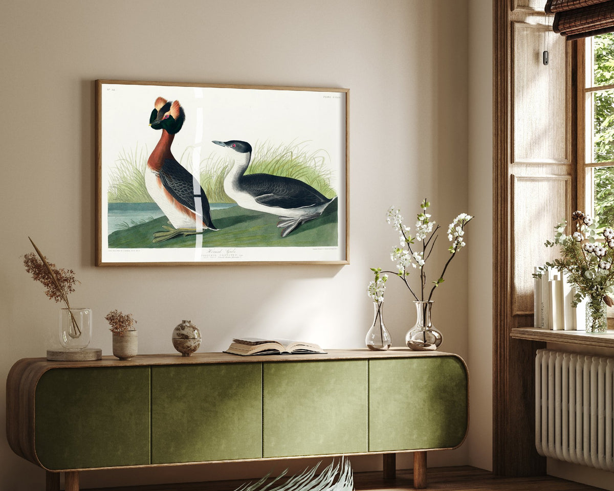 Horned Grebe Art Print - John James Audubon Poster - Birds of America Vintage Illustration