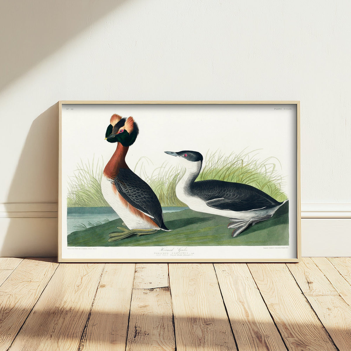 Horned Grebe Art Print - John James Audubon Poster - Birds of America Vintage Illustration