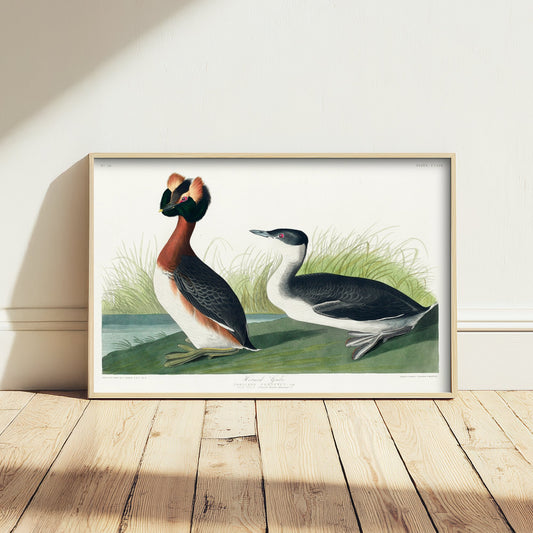 Horned Grebe Art Print - John James Audubon Poster - Birds of America Vintage Illustration