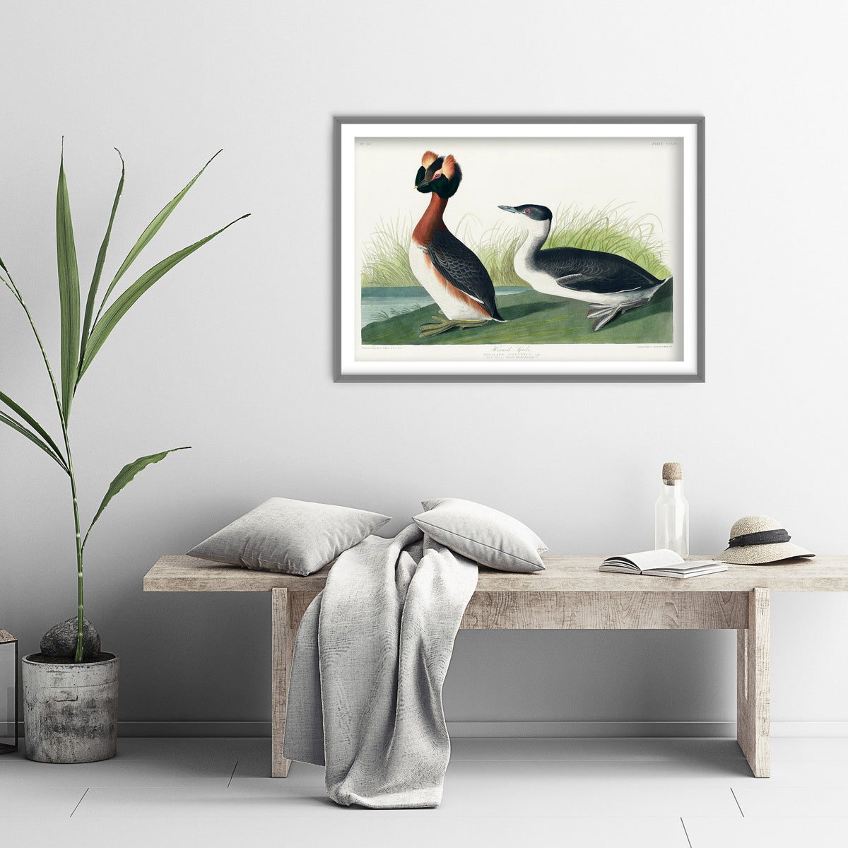 Horned Grebe Art Print - John James Audubon Poster - Birds of America Vintage Illustration