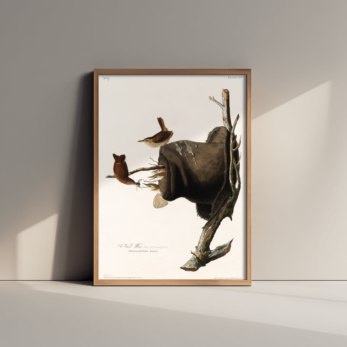 House Wren Art Print - John James Audubon Poster - Birds of America Vintage Illustration