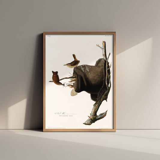 House Wren Art Print - John James Audubon Poster - Birds of America Vintage Illustration