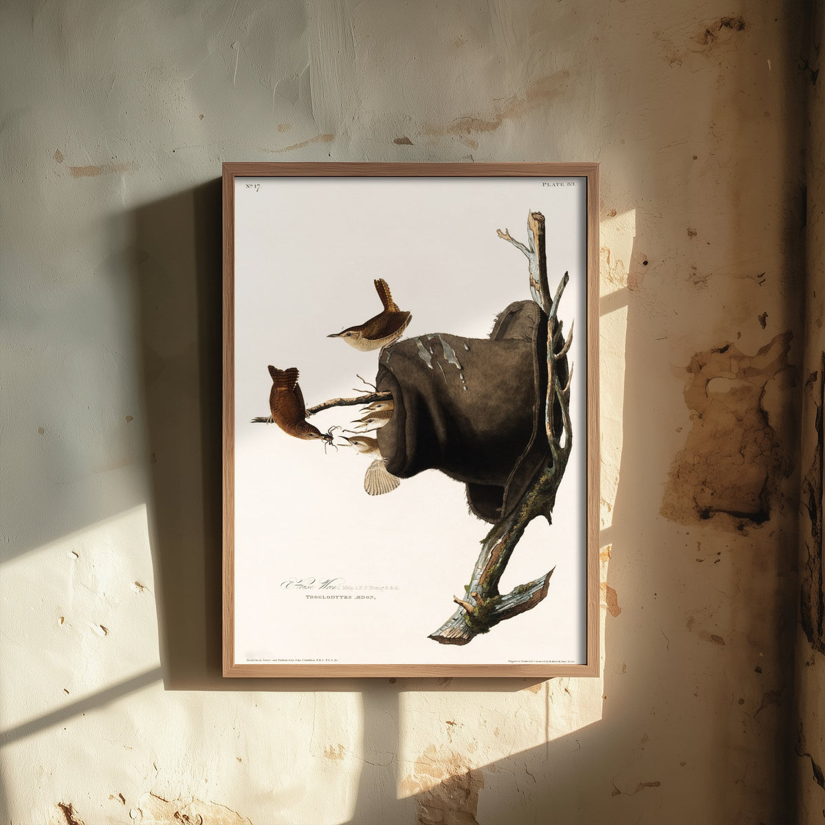House Wren Art Print - John James Audubon Poster - Birds of America Vintage Illustration