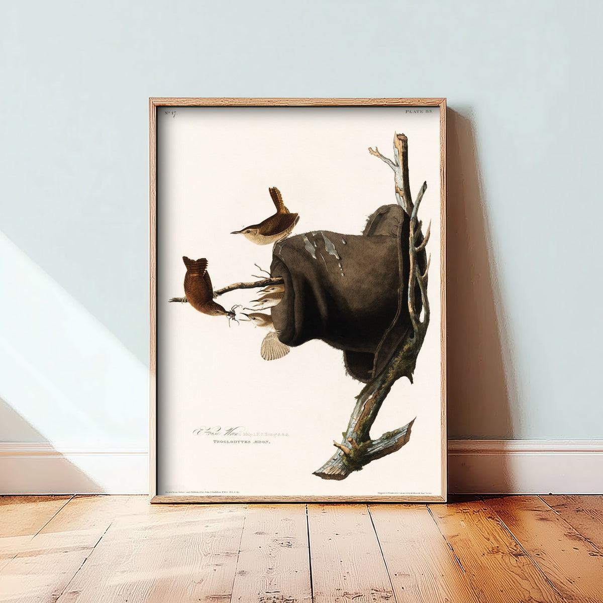 House Wren Art Print - John James Audubon Poster - Birds of America Vintage Illustration