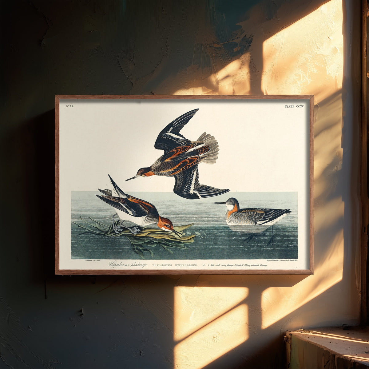 Red-necked Phalarope Art Print - John James Audubon Birds of America Poster - Vintage Ornithology Illustration