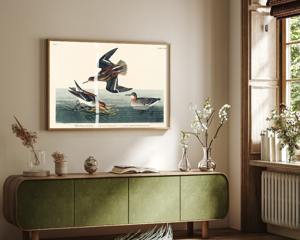 Red-necked Phalarope Art Print - John James Audubon Birds of America Poster - Vintage Ornithology Illustration