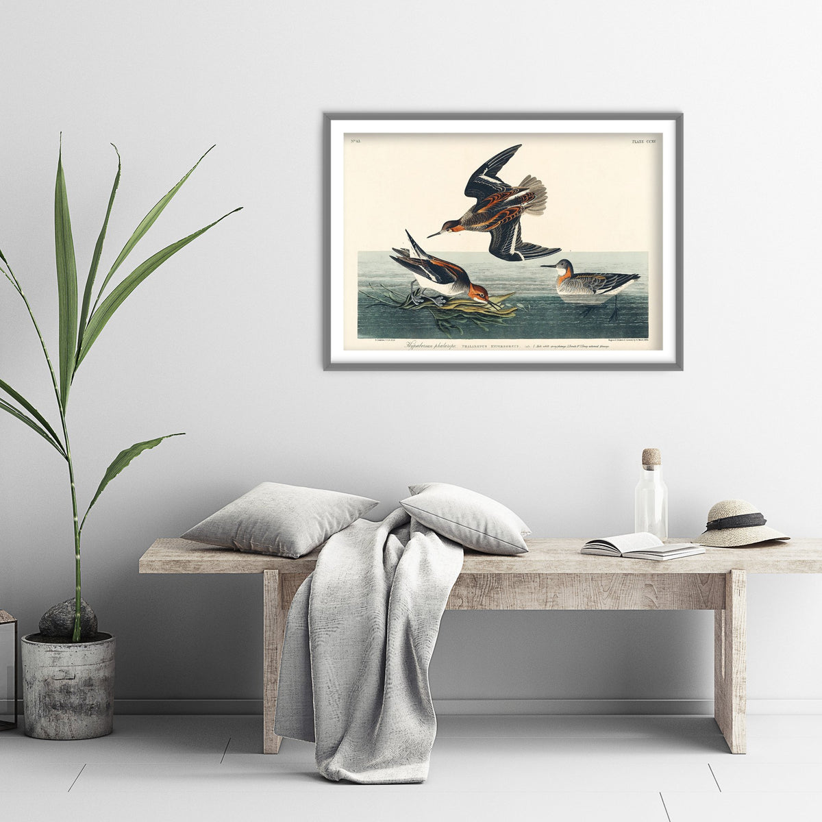 Red-necked Phalarope Art Print - John James Audubon Birds of America Poster - Vintage Ornithology Illustration