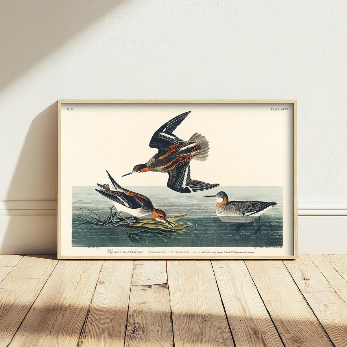 Red-necked Phalarope Art Print - John James Audubon Birds of America Poster - Vintage Ornithology Illustration
