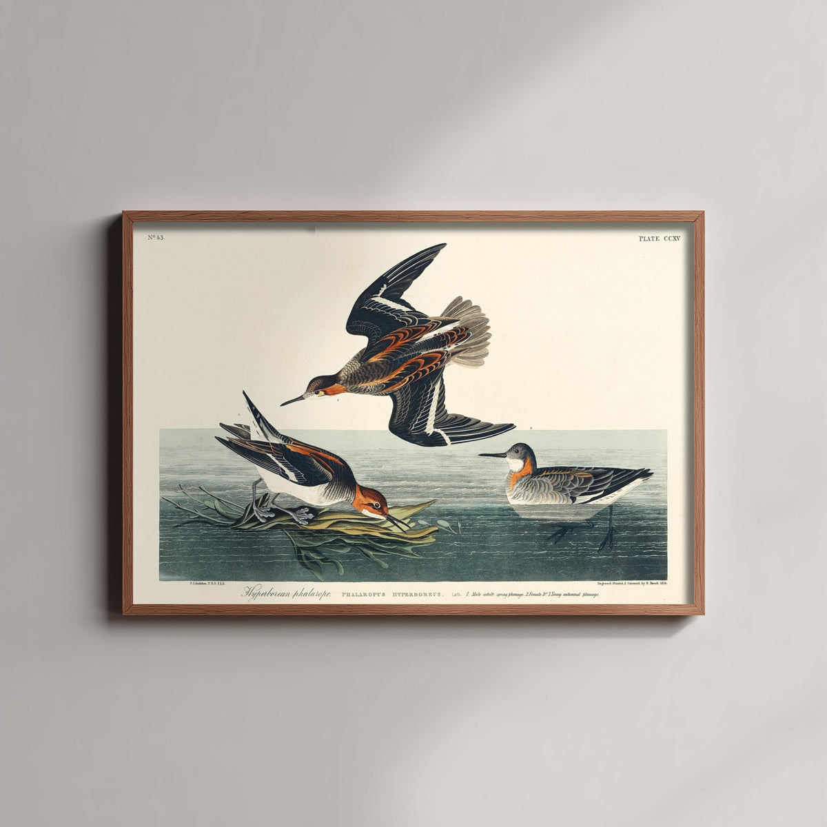 Red-necked Phalarope Art Print - John James Audubon Birds of America Poster - Vintage Ornithology Illustration