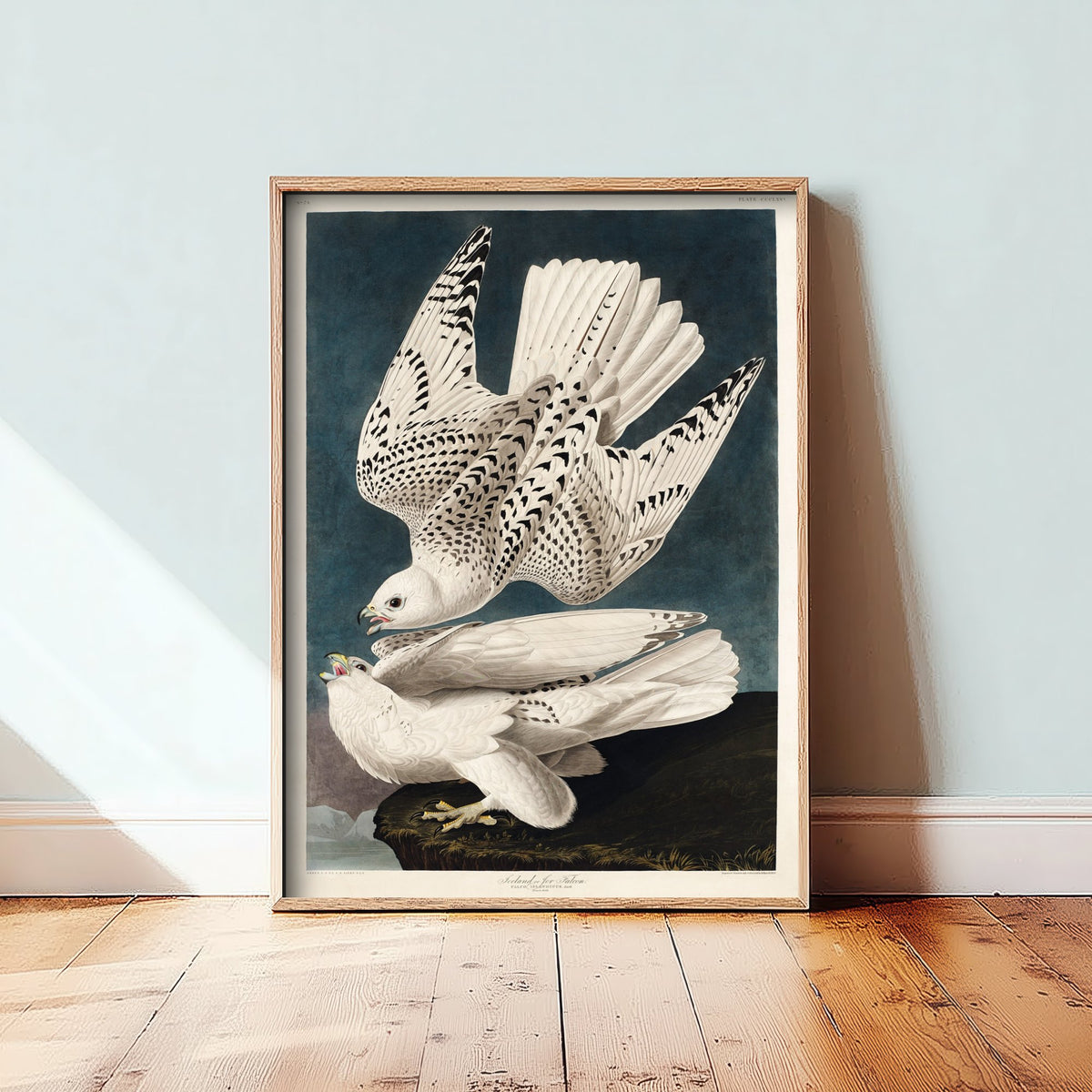 Gyrfalcon Art Print - John James Audubon Birds of America Poster - Vintage Iceland Falcon Ornithology Illustration