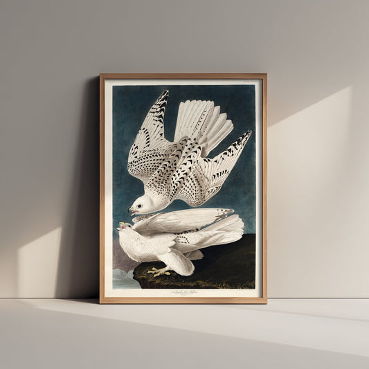 Gyrfalcon Art Print - John James Audubon Birds of America Poster - Vintage Iceland Falcon Ornithology Illustration