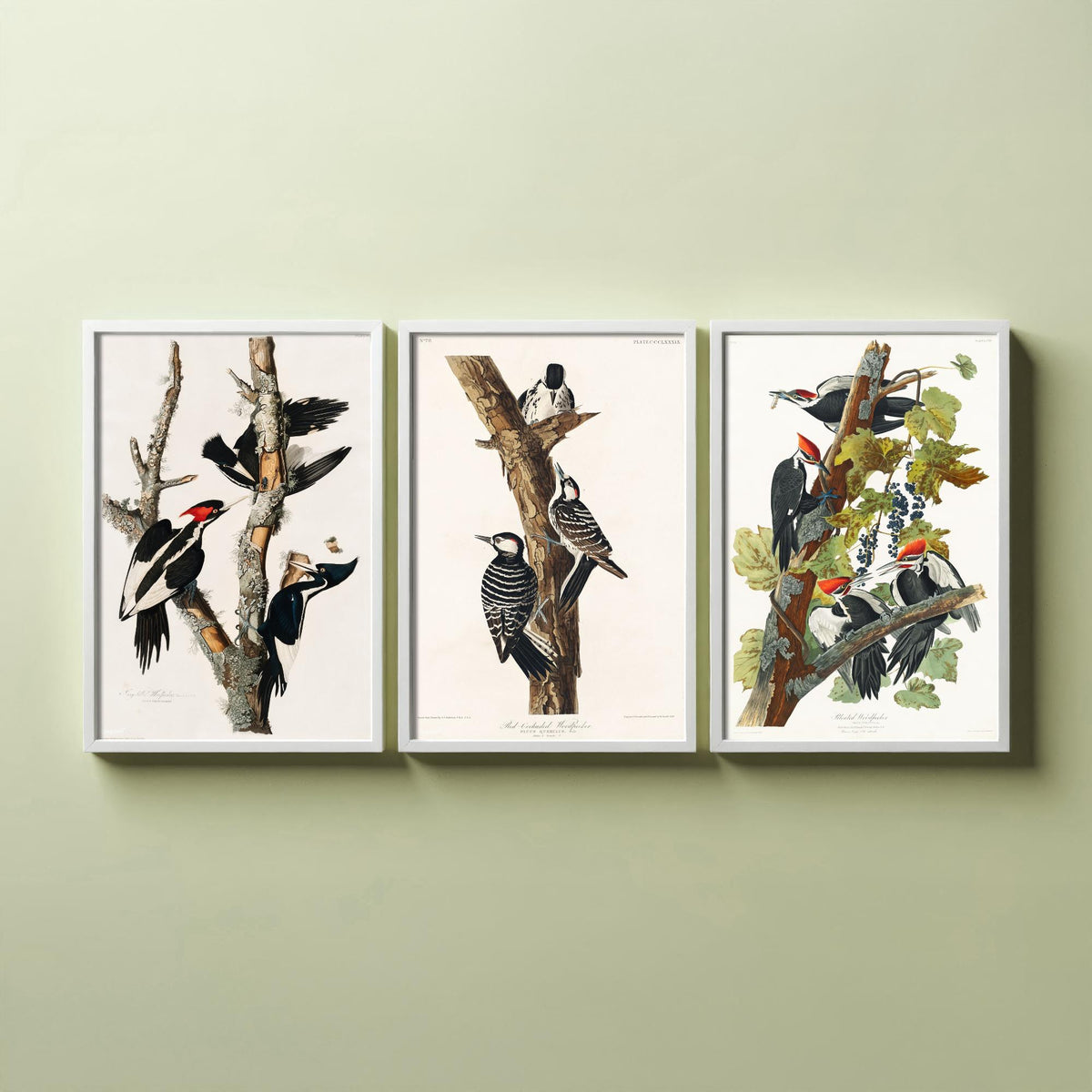 Set of Three John James Audubon Prints - Ivory-billed Red-cockaded and Pileated Woodpeckers - 3 Bird Paintings Poster Art Illustration