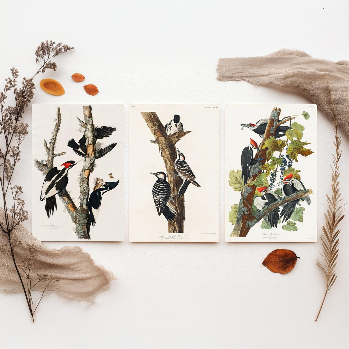 Set of Three John James Audubon Prints - Ivory-billed Red-cockaded and Pileated Woodpeckers - 3 Bird Paintings Poster Art Illustration