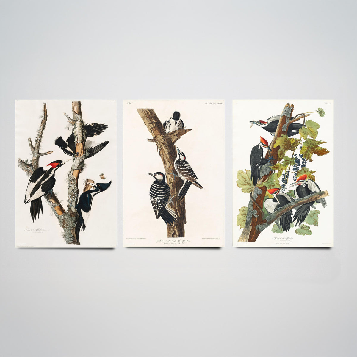 Set of Three John James Audubon Prints - Ivory-billed Red-cockaded and Pileated Woodpeckers - 3 Bird Paintings Poster Art Illustration