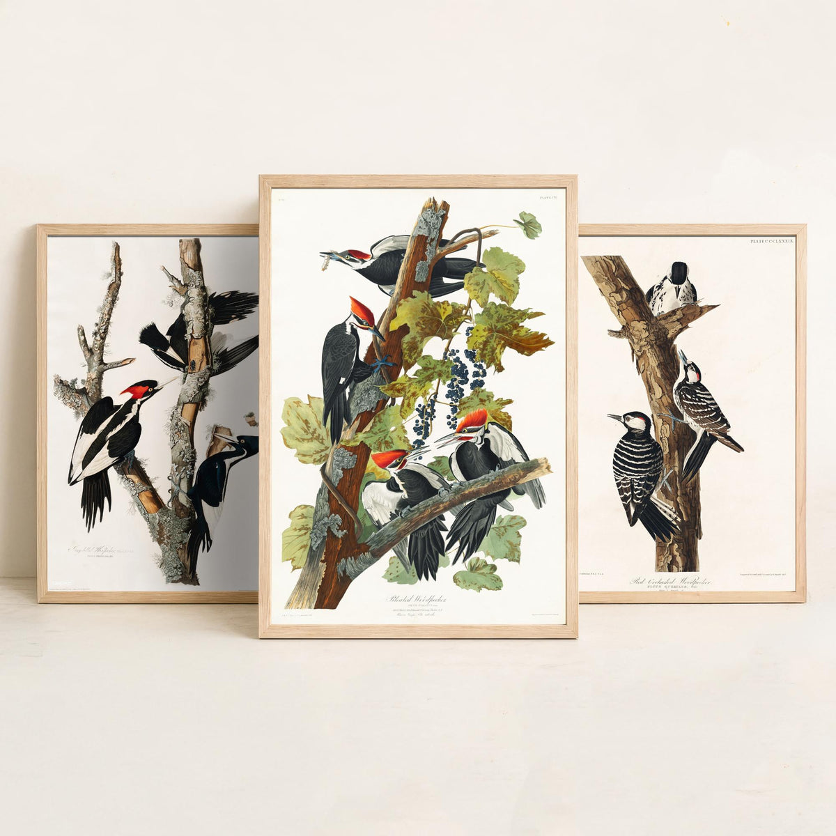 Set of Three John James Audubon Prints - Ivory-billed Red-cockaded and Pileated Woodpeckers - 3 Bird Paintings Poster Art Illustration