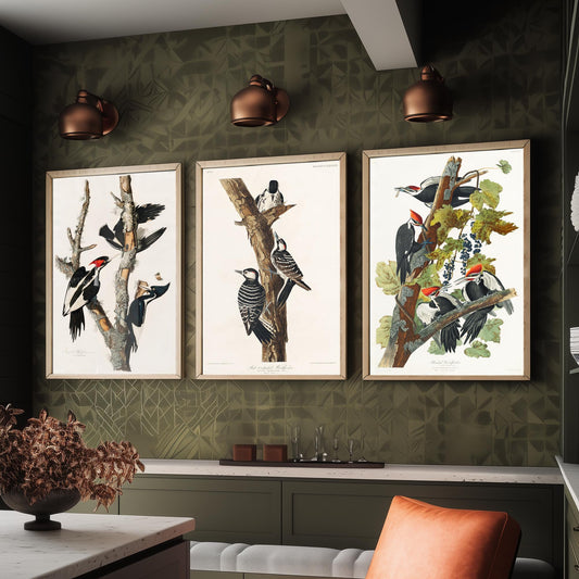 Set of Three John James Audubon Prints - Ivory-billed Red-cockaded and Pileated Woodpeckers - 3 Bird Paintings Poster Art Illustration
