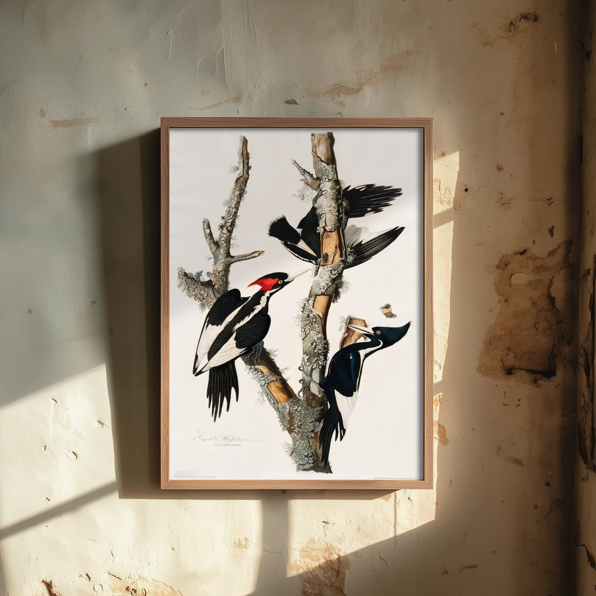 Ivory-billed Woodpecker Art Print - John James Audubon Birds of America Poster - Vintage Ornithology Illustration