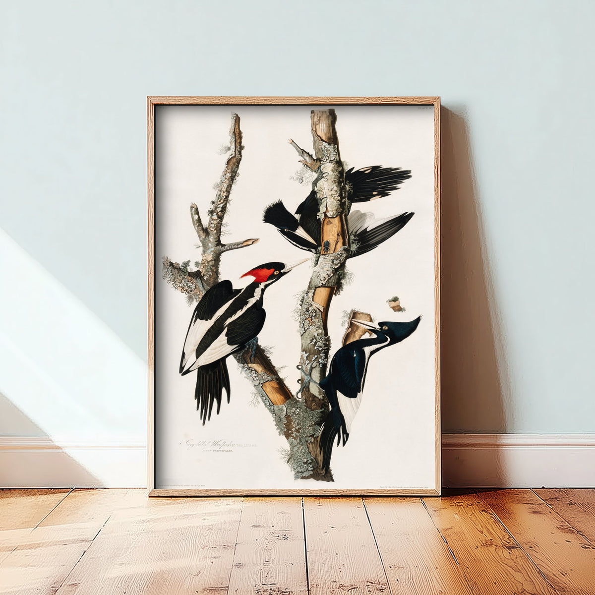 Ivory-billed Woodpecker Art Print - John James Audubon Birds of America Poster - Vintage Ornithology Illustration