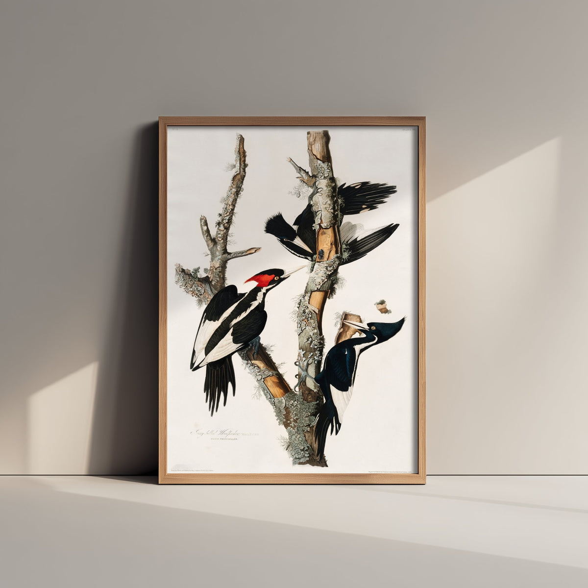 Ivory-billed Woodpecker Art Print - John James Audubon Birds of America Poster - Vintage Ornithology Illustration