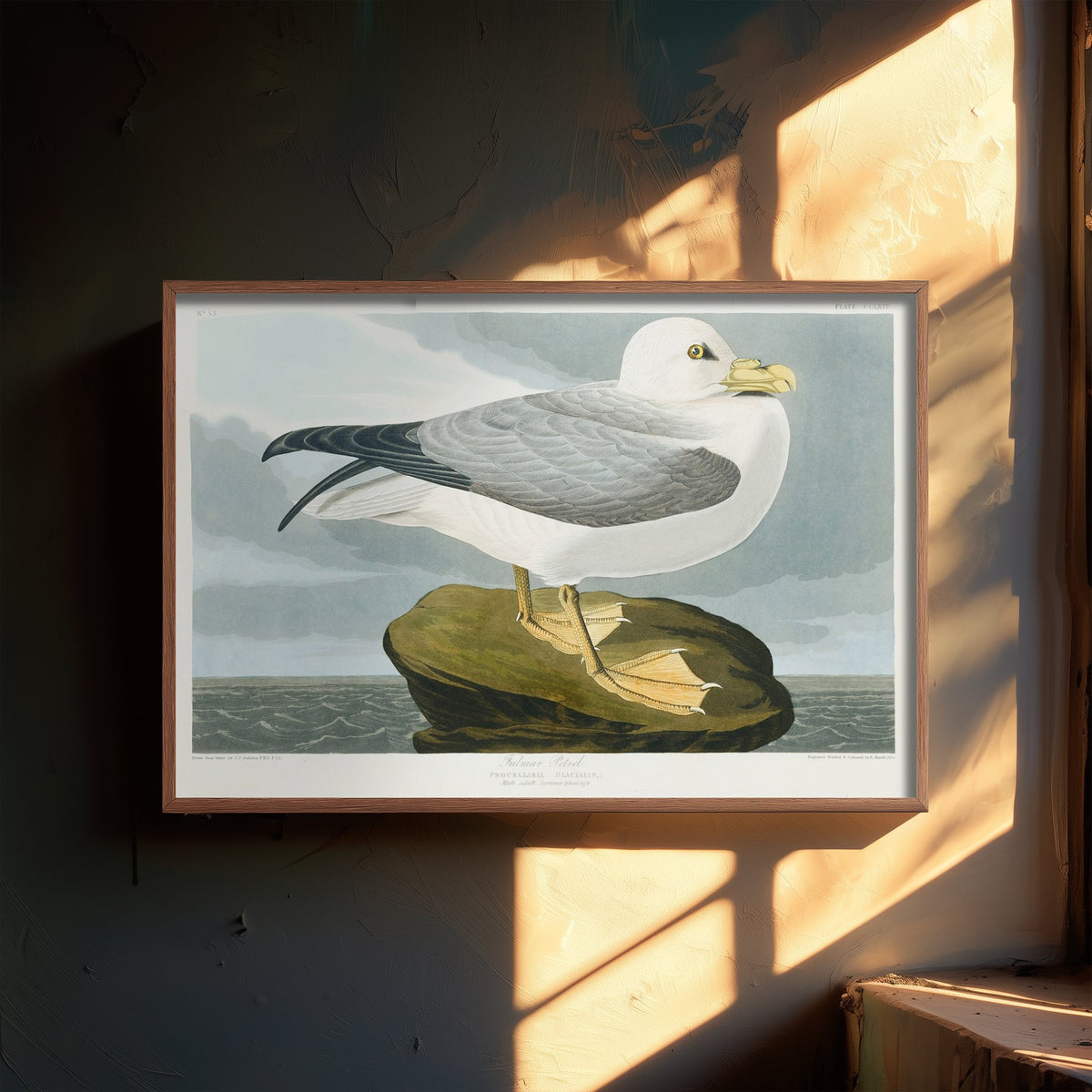 Ivory Gull Art Print - John James Audubon Birds of America Poster - Vintage Seabird Ornithology Illustration