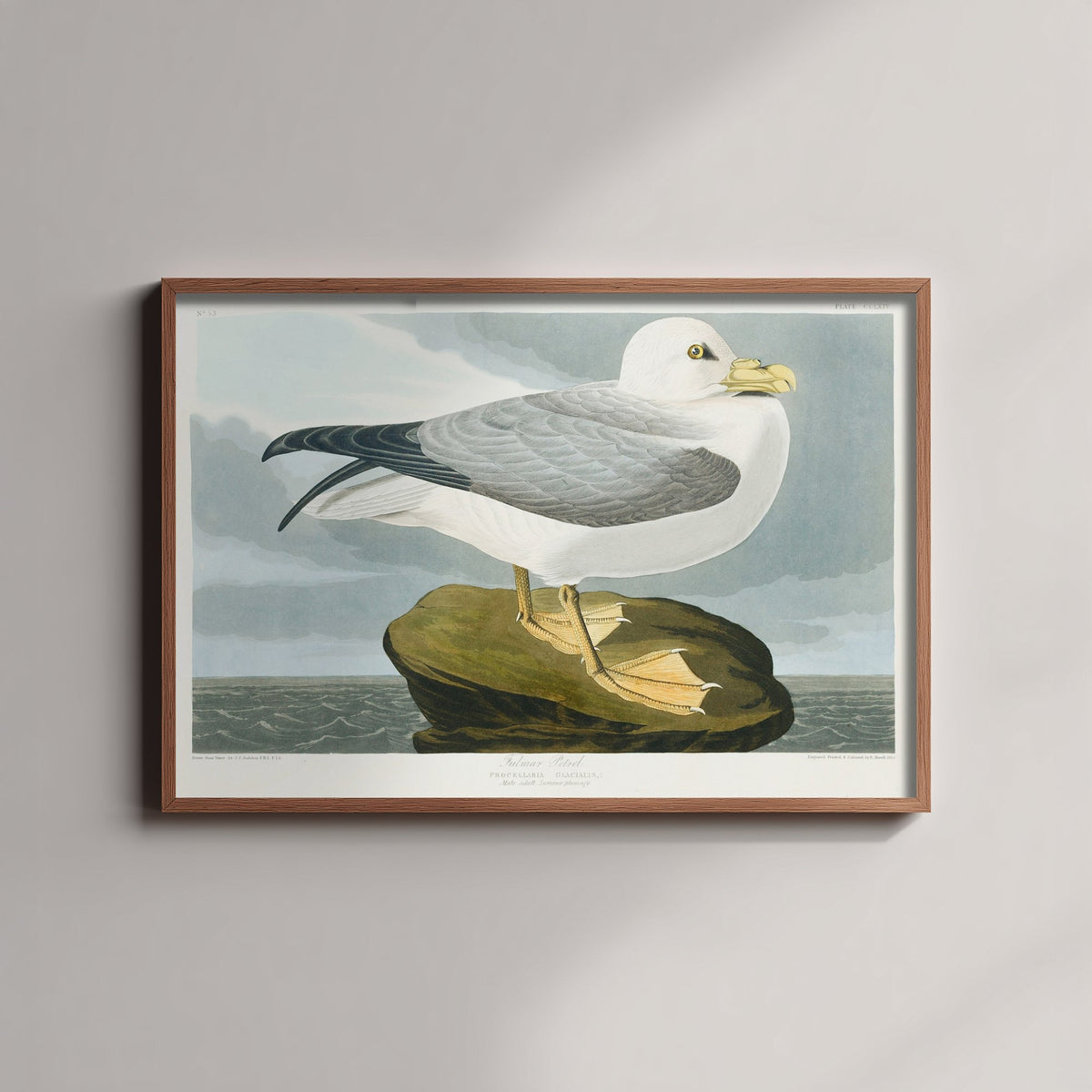 Ivory Gull Art Print - John James Audubon Birds of America Poster - Vintage Seabird Ornithology Illustration