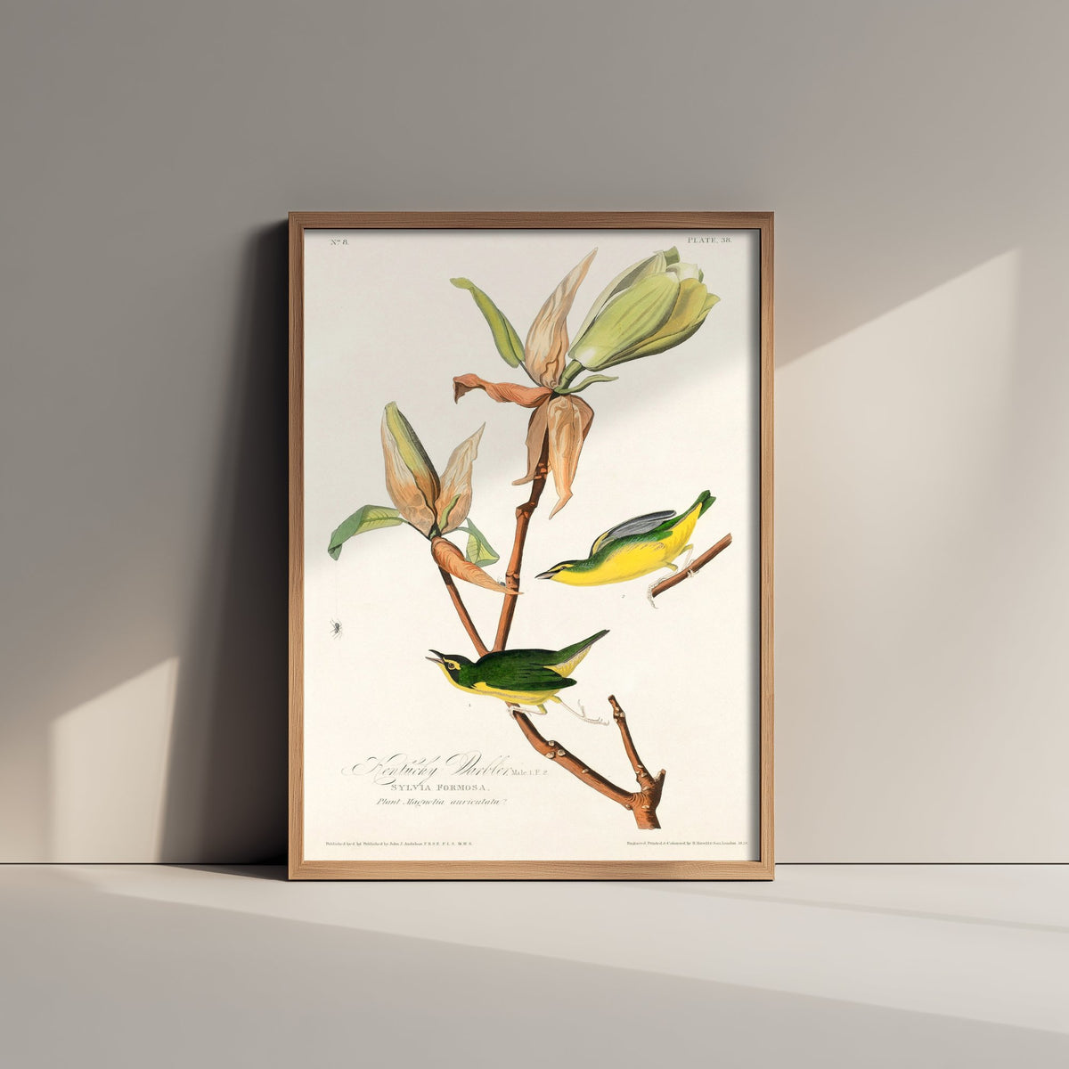 Kentucky Warbler Art Print - John James Audubon Birds of America Poster - Vintage Ornithology Illustration